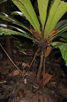 Trigonostemon sandakanensis, accumulation of dead tree leaves in the litter trapping apical rosette of entire parabolic leaves, Deramakot FR, Sabah, Borneo