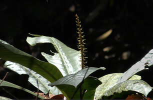 Trigonostemon sandakanensis, erect inflorescence emerging from the center of the apical leaf rosette, Deramakot FR, Sabah, Borneo