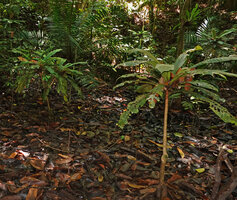 Trigonostemon sandakanensis, individuals of this monocaulous species in a swampy muddy lowground in forest understory, Deramakot FR, Sabah, Borneo
