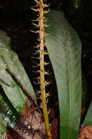 Trigonostemon sandakanensis, thyrsoid inflorescence with reduced cymes axilled by long narrow bracts, Deramakot FR, Sabah, Borneo