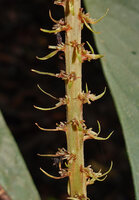 Trigonostemon sandakanensis, thyrsoid male inflorescence with reduced cymes axilled by long narrow bracts, only remaining pedicels of the already withered and fallen flowers, Deramakot FR, Sabah, Borneo