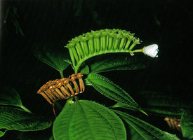 Triolena sp., erect dry capsular fruits opening horizontally at the top and allowing rain splash dispersal, Iquitos, Peru