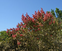 Triplaris brasiliana, fruiting female tree, Pantanal, Cuiaba, Brazil
