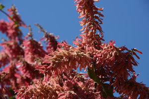 Triplaris brasiliana, mature infructescences, Pantanal, Cuiaba, Brazil