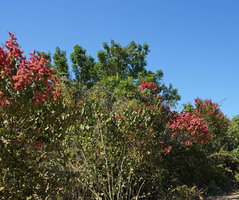 Triplaris brasiliana, Pantanal, Cuiaba, Brazil