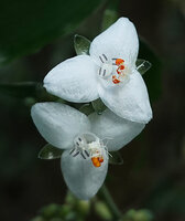 Tripogandra grandiflora, two bright white flowers, Las Lagunas, Flores, Peten, Guatemala