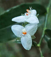 Tripogandra grandiflora with bright white flowers, Las Lagunas, Flores, Peten, Guatemala