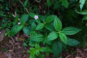 Tristemma mauritianum at forest margin, 1300 m asl, Uluguru Mts, Tanzania