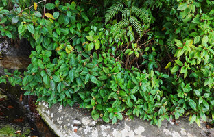 Tristemma mauritianum on rocky habitat, Sanje waterfall, Udzungwa NP, Tanzania