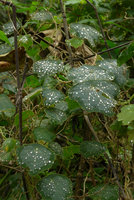 Tropaeolum deckerianum, rain water droplets pearling on the non wettable leaf surface, Chicaque, Soacha, Colombia
