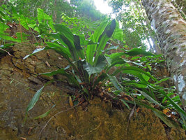 Tupistra cf. violacea, one individual on a shaded limestone outcrop, Krabi, Thailand
