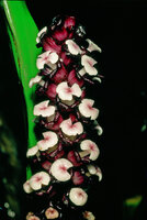 Tupistra grandis, Malaisie