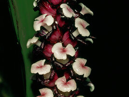 Tupistra grandis, Malaysia