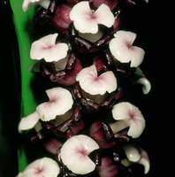 Tupistra grandis, mushroom like stigmates, Ulu Gombak, Selangor, Malaysia