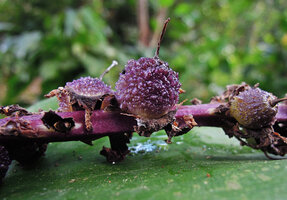 Tupistra muricata, spinulose berry like fruit, Tat Sae waterfall, Luang Prabang, Laos