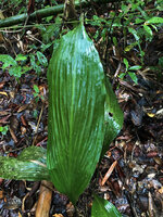 Tupistra sp., plicate leaf and light green midrib zone, Si Phang Nga NP, Thailand