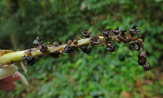 Tupistra sp., withered inflorescence, Si Phang Nga NP, Thailand
