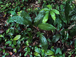 Tupistra sp. with plicate leaves, surrounded by ferns and Acrotrema costatum, Si Phang Nga NP, Thailand