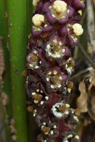 Tupistra violacea, lower part of inflorescence with withering mushroom like stigmas, Khao Sok NP, Thailand