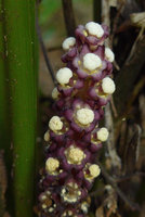 Tupistra violacea, upper part of inflorescence with freshly open flowers, Khao Sok NP, Thailand