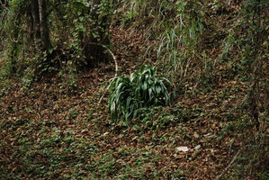 Rohdea chinensis on forest slope, Wulin, Taiwan