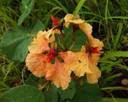 Tylosema fassoglense, a form with bright salmon coloured petals, Katavi NP, Tanzania