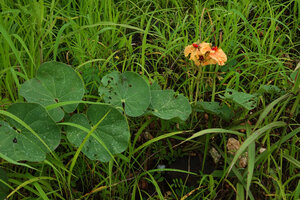 Tylosema fassoglense creeping among grasses on savanna floor, Katavi NP, Tanzania