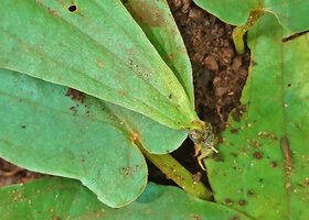 Typhonium cordifolium, initiation of the tuberous bulbil and first roots at the leaf apex, Tham Pla Pha Suea NP, Thailand