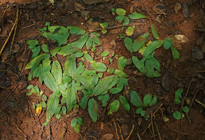 Typhonium cordifolium, vegetative population issued from the bulbils appearing on each leaf tip, Tham Pla Pha Suea NP, Thailand