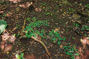 Typhonium cordifolium, vegetative population on inclined earth bank, Tham Pla Pha Suea NP, Thailand
