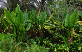 Typhonodorum lindleyanum, adult plants and seedlings, Ngezi FR, Pemba, Tanzania
