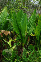 Typhonodorum lindleyanum, a specimen with maturing bending infructescence, Ngezi FR, Pemba, Tanzania
