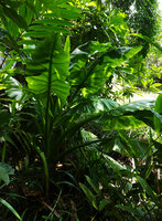 Typhonodorum lindleyanum in a shaded swampy forest habitat, Ngezi FR, Pemba, Tanzania