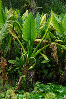 Typhonodorum lindleyanum, plant with maturing infructescences, Ngezi FR, Pemba, Tanzania