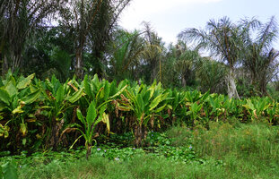 Typhonodorum lindleyanum with Nymphaea nouchali var. caerulea and Raphia farinifera, Ngezi FR, Pemba, Tanzania
