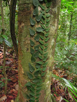 Upward appressed shingle leaves of a climbing Piper, Redang, Malaysia