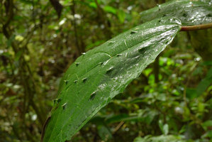 Urera baccifera, a dreadful nettle with erect stiff stinging hairs, Chicaque, Soacha, Colombia