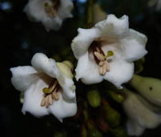 Utania (syn. Fagraea) cuspidata, flowers at anthesis with green stigma, Deramakot FR, Sabah, Borneo
