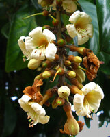 Utania (syn. Fagraea) racemosa, flowers with green stigma, Havelock, Andaman Islands