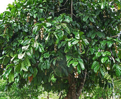 Utania (syn. Fagraea) racemosa, Havelock, Andaman Islands