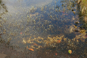 Utricularia neottioides, Cano Cristales, Serrania Macarena, Meta, Colombia 