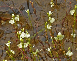 Utricularia neottioides, flowers, Cano Cristales, Serrania Macarena, Meta, Colombia 