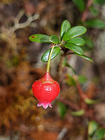 Vaccinium leptospermoides, Anggi Lakes, 2300 m asl, Arfak Mts, West Papua