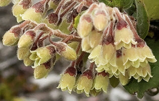 Vaccinium molle, purple calyx and greenish yellow corolla, Anggi Lakes, 2300 m asl, Arfak Mts, West Papua
