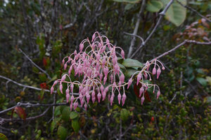 Vaccinium paradisearum, Anggi Lakes, 2300 m asl, Arfak Mts, West Papua