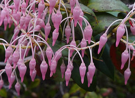 Vaccinium paradisearum, flowers, Anggi Lakes, 2300 m asl, Arfak Mts, West Papua