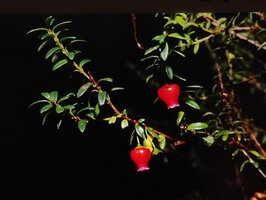 Vaccinium leptospermoides, an epiphytic species similar to the Mediocalcar orchids growing also at same altitudes in New Guinea, Baliem, West Papua