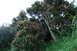 Vaccinium varingiaefolium old trees with bright red young leaves along the Bromo crater ridge, Bromo Tengger Semeru NP, Java