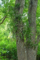 Vanda limbata, epiphytic on a tree trunk, Komodo