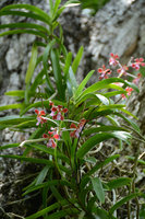 Vanda limbata, inflorescence, Komodo